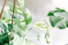 Johannes Meger Photography