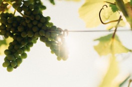 Johannes Meger Photography