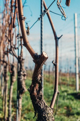 Johannes Meger Photography